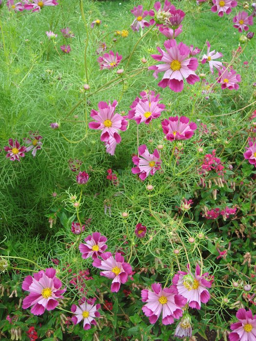 Cosmos bipinnatus 'Pipper Red'